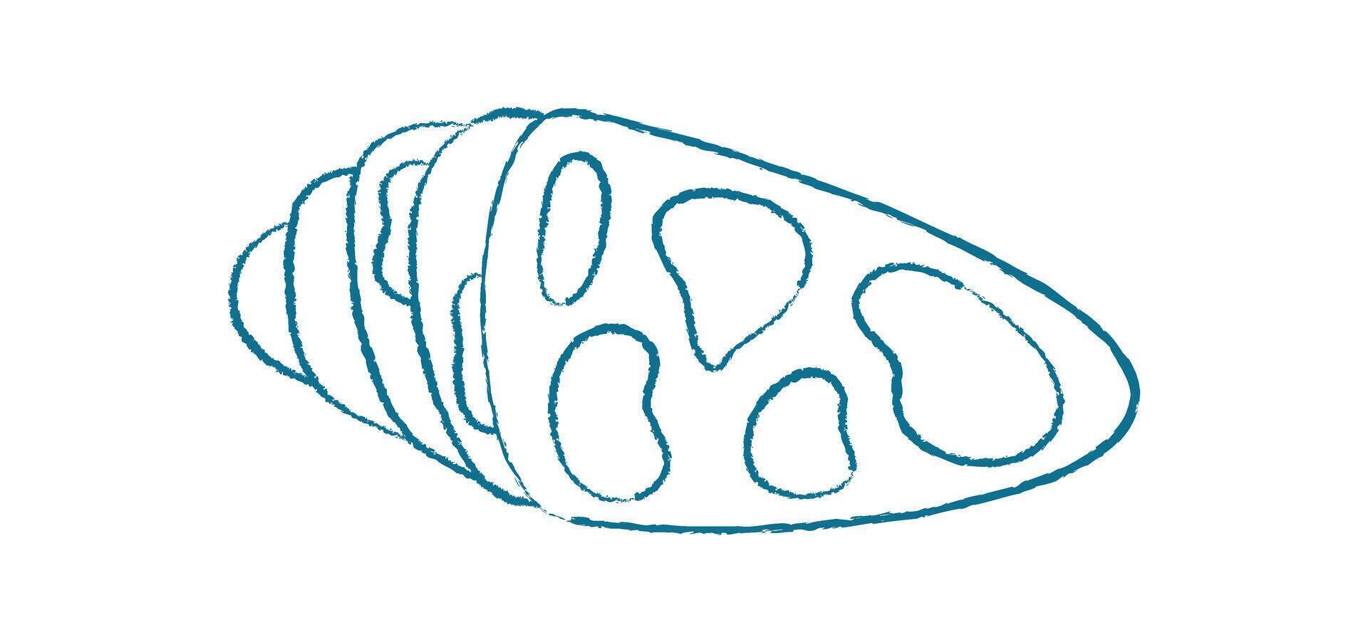 Chalk seashell doodle. Crayon seashell illustration. Aquatic marine life, ocean texture, coral pattern, playful visual style, potential for creative projects. vector