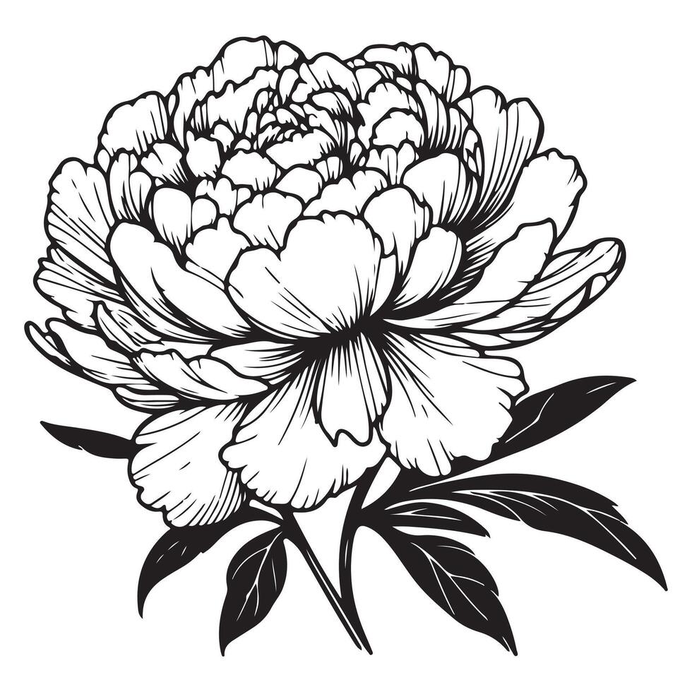 Hand drawn lotus flower illustration with floral decorative elements vector