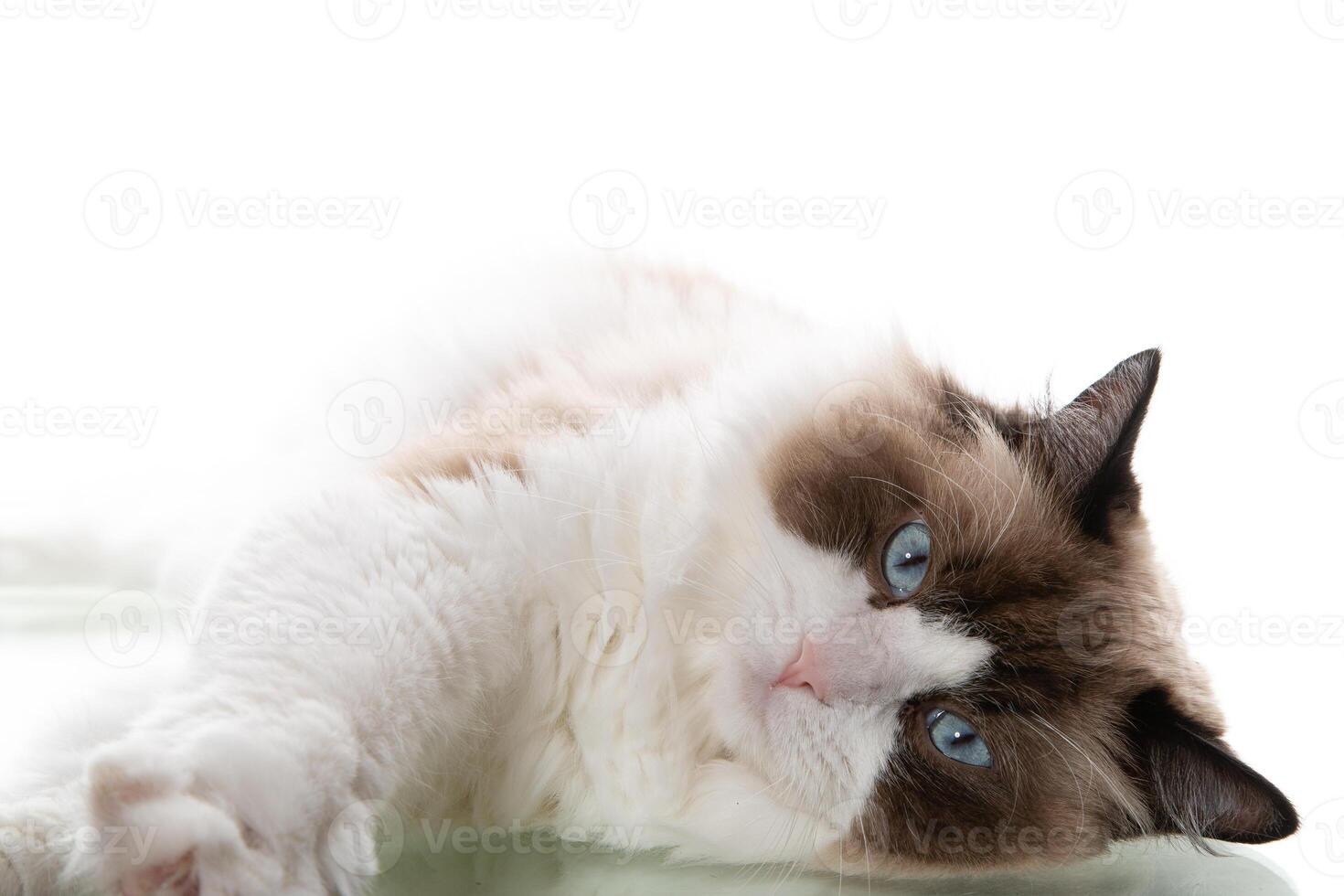 Blue-eyed ragdoll cat sitting isolated photo