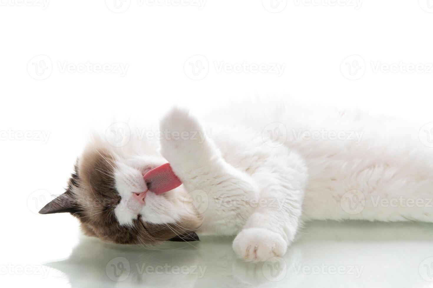 Fluffy ragdoll cat lying on a white studio background photo