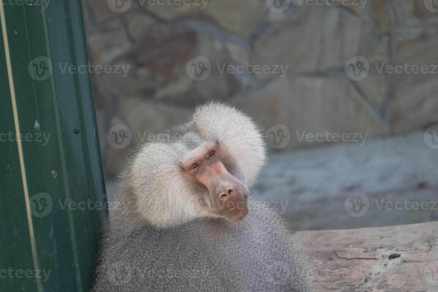 Baboon Zoo Enclosure Animal Looking Away photo
