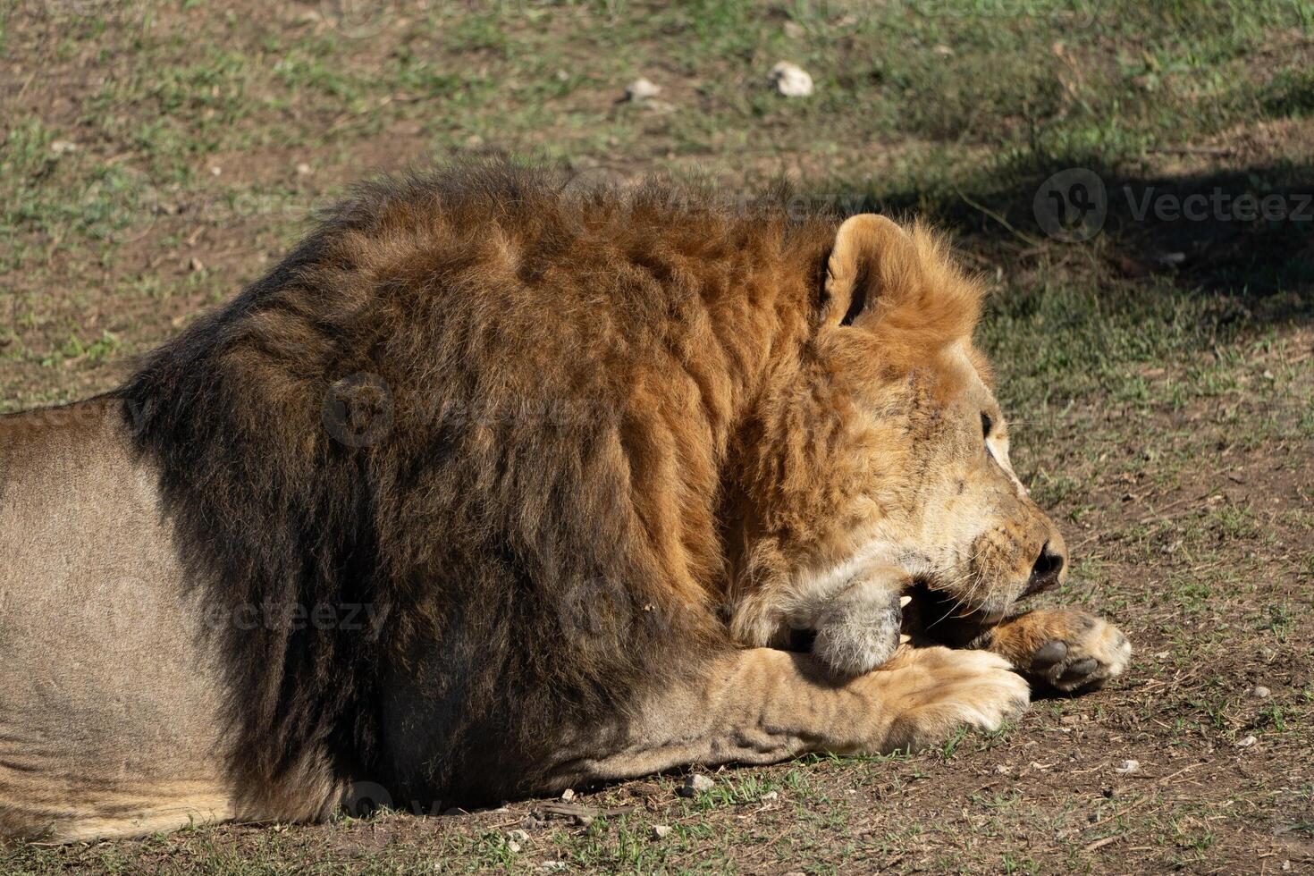 Lion, Africa, Wildlife. A large male lion resting in the grass. photo
