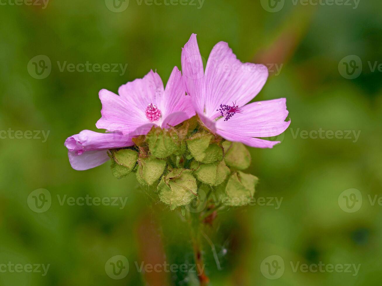 Pretty pink flowers of musk mallow, Malva moschata photo