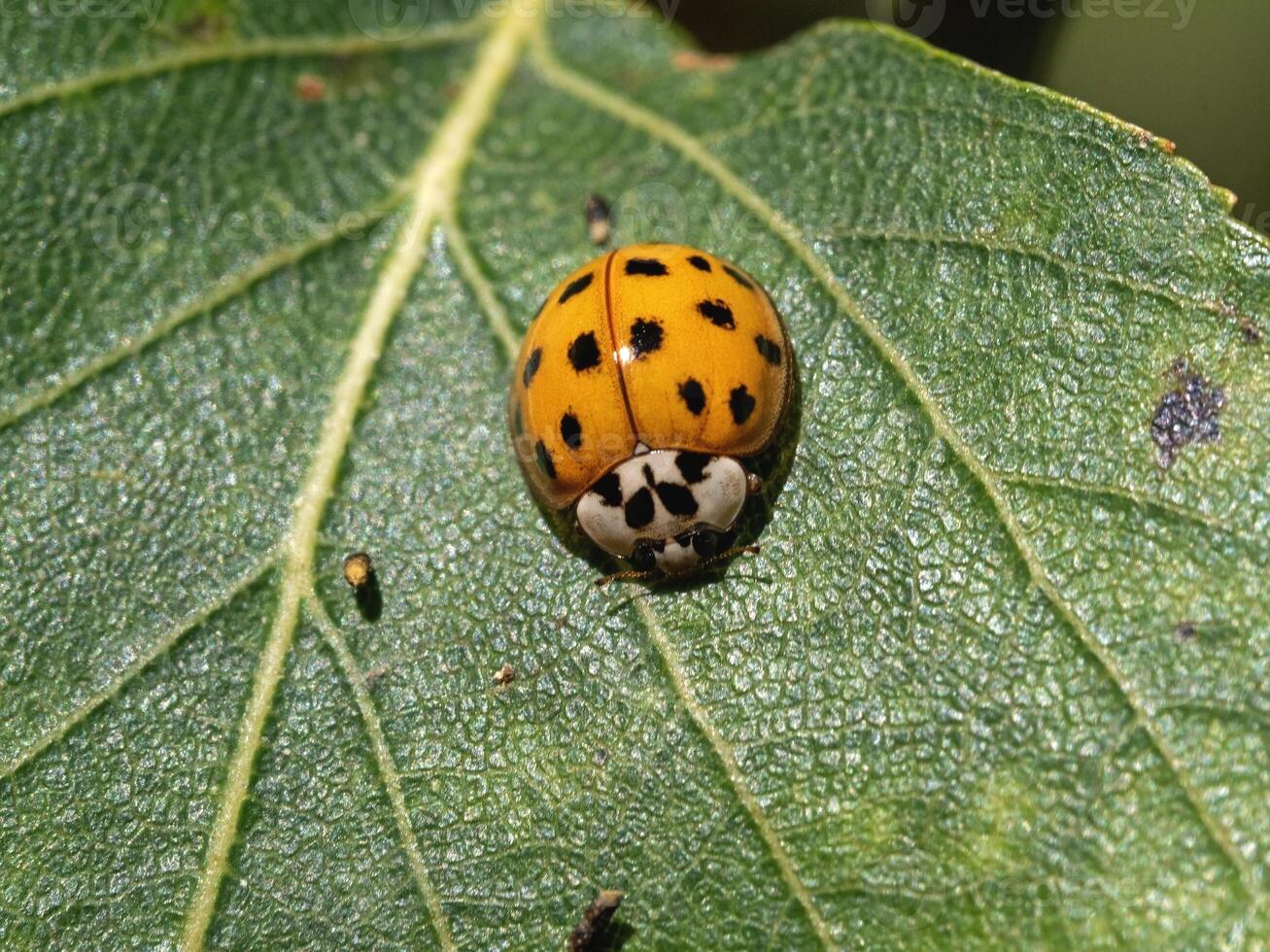 Orange harlequin ladybird with black spots on a green leaf photo