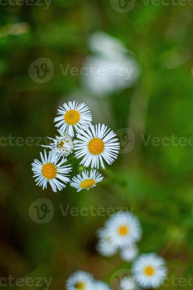 Close up of bunch of white daisies with yellow centers. Phone wallpaper. Vertical background. photo
