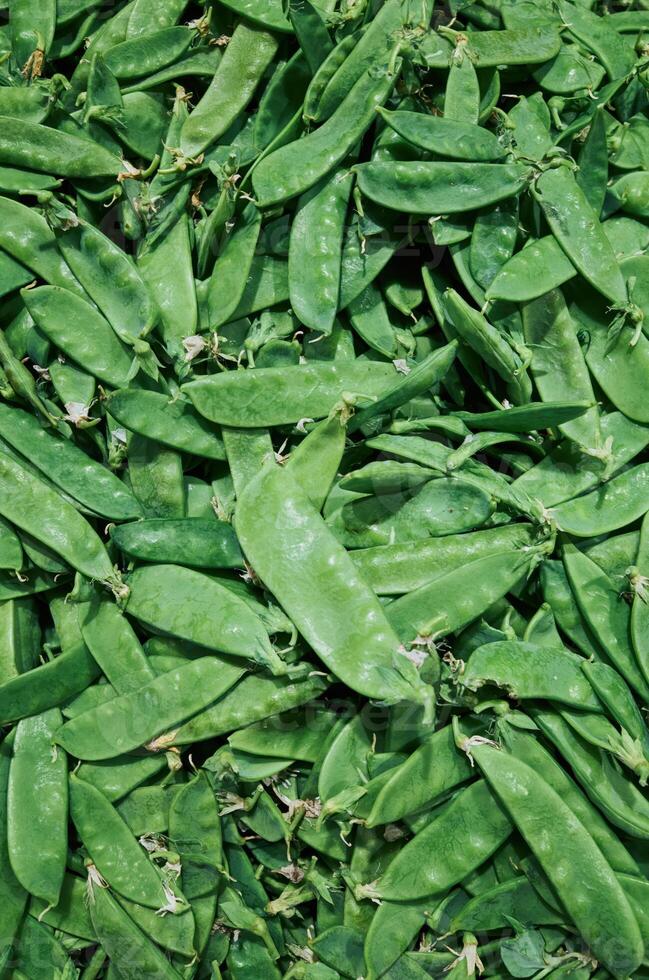 Bunch of green peas are piled up on top of each other. Phone wallpaper. Vertical background. photo