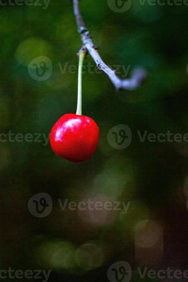 Cherry is hanging from a tree branch. Phone wallpaper. Vertical background. photo