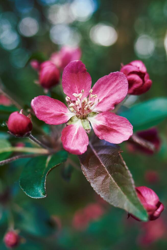 Close up of a pink flower with a green stem. Vertical phone wallpaper photo
