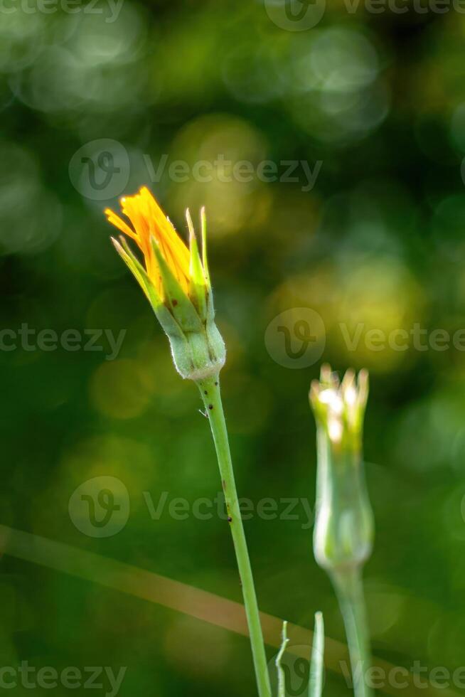 Flower with a stem is in the foreground of a green background. Phone wallpaper. Vertical background. photo
