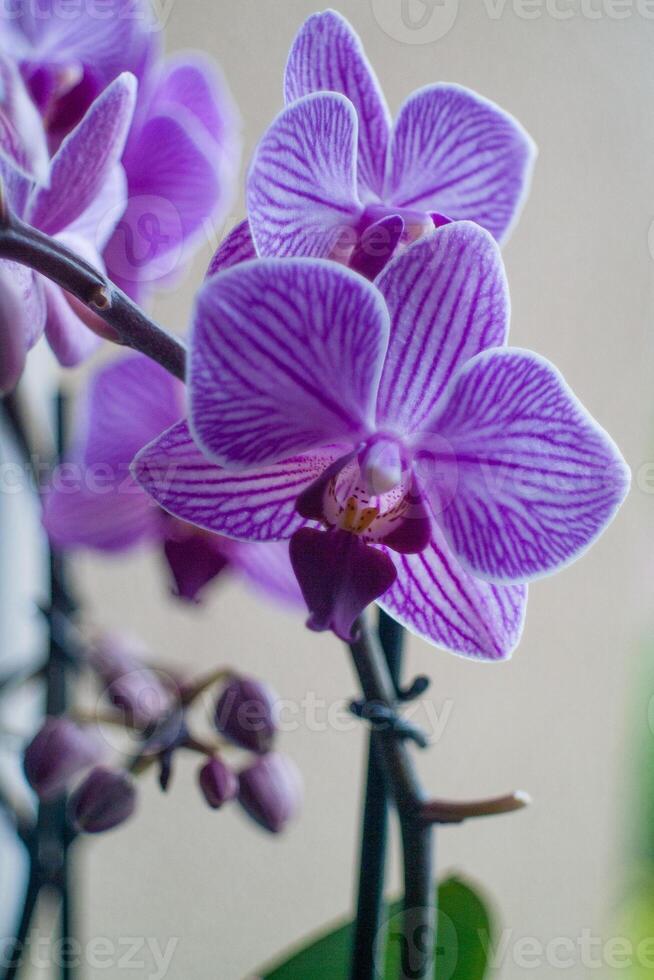 Purple orchids in full bloom photo
