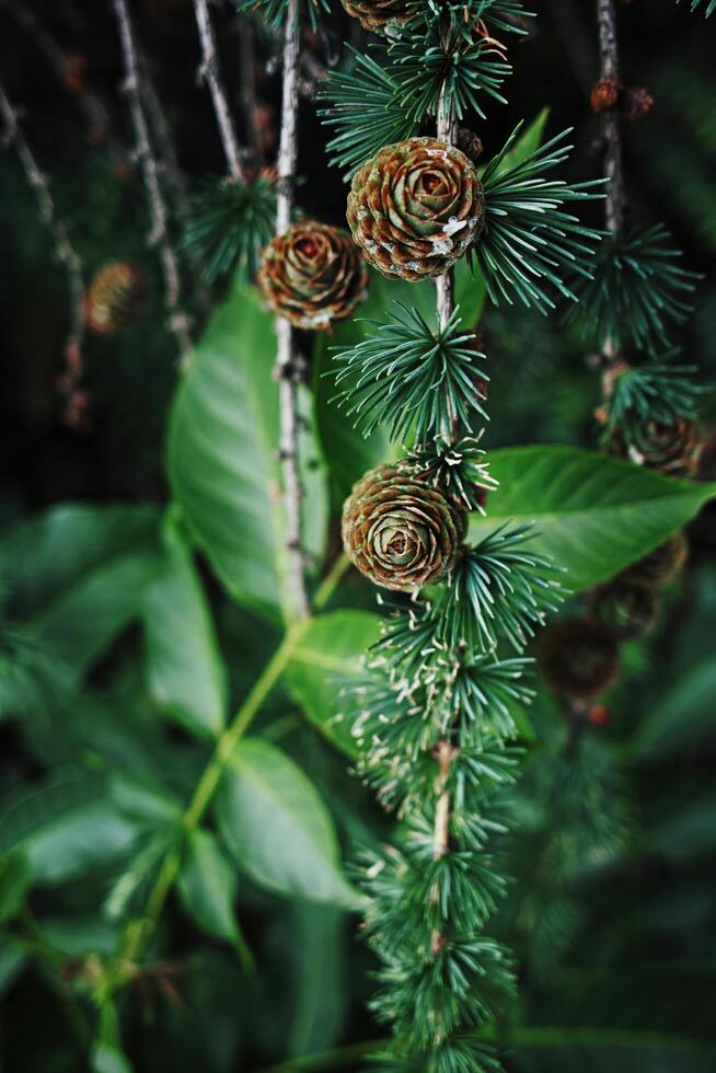 Close up of a tree with green leaves and brown cones. Vertical phone wallpaper photo