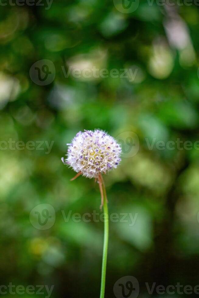 White flower with a brown stem is standing in a green field. Phone wallpaper. Vertical background. photo