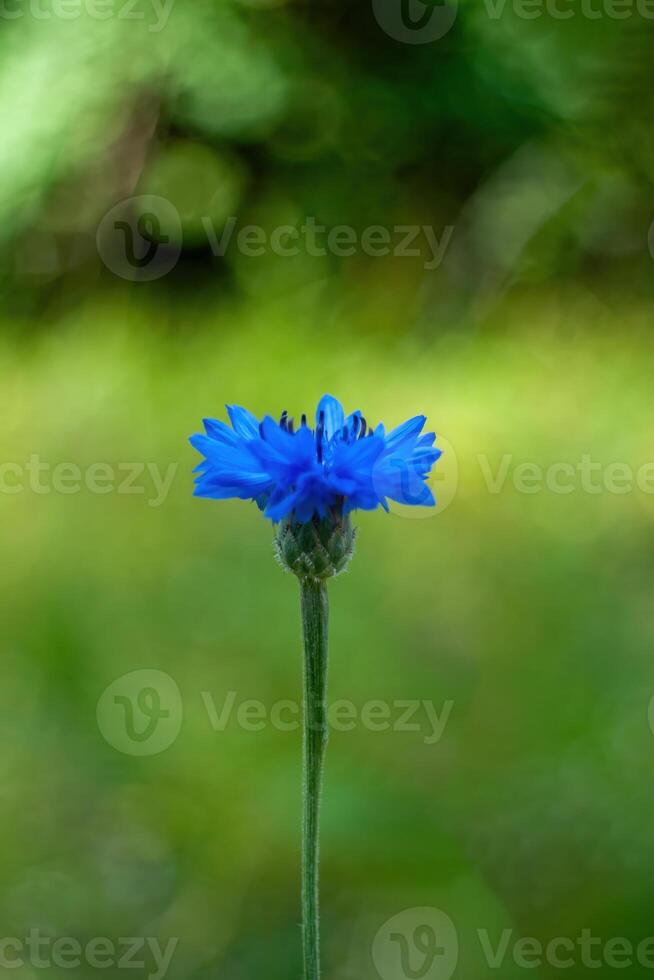 Single blue flower is standing tall in a green field. Phone wallpaper. Vertical background. photo