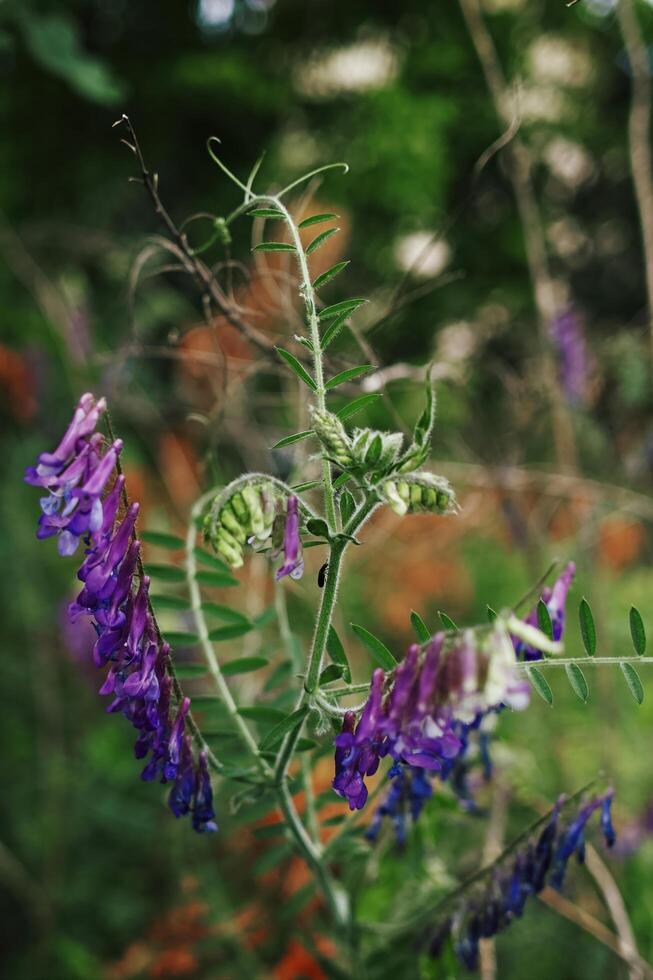 Purple flower with green leaves is in a field. Vertical phone wallpaper photo