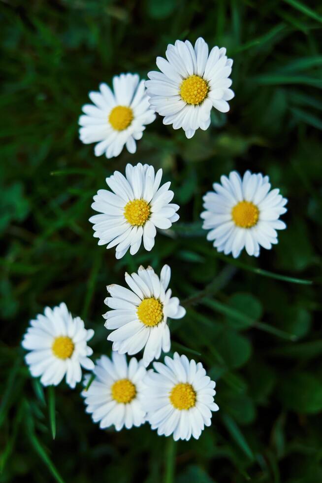 Bunch of white daisies are in a field of green grass. Vertical phone wallpaper photo