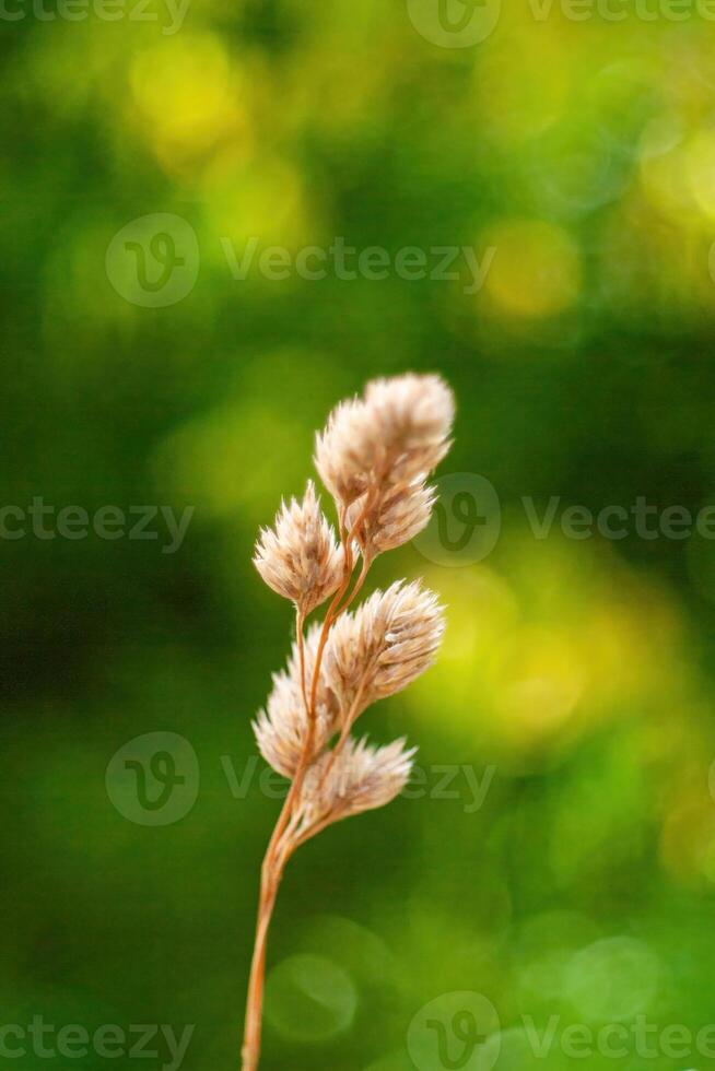 Single stem of a plant with a few leaves on it. Phone wallpaper. Vertical background. photo