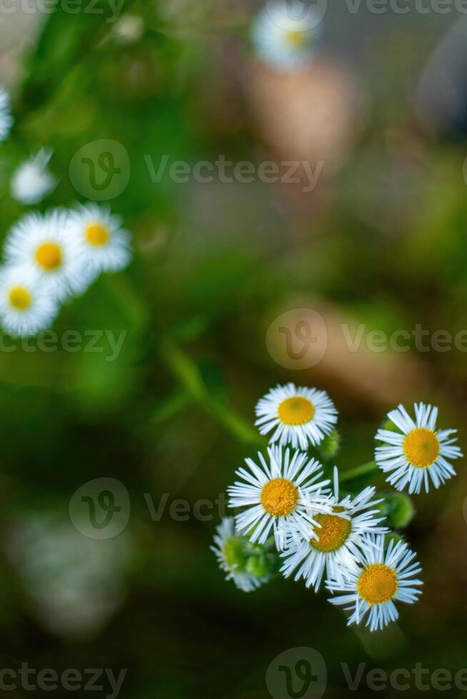 Close up of a bunch of white daisies with yellow centers. Phone wallpaper. Vertical background. photo