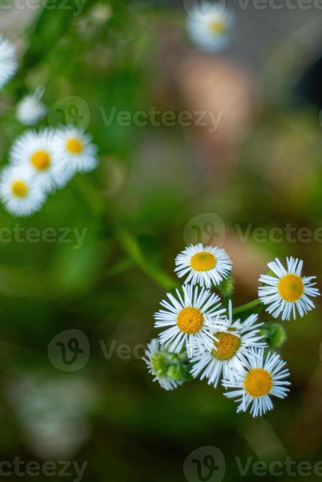White and yellow wildflowers in bloom photo