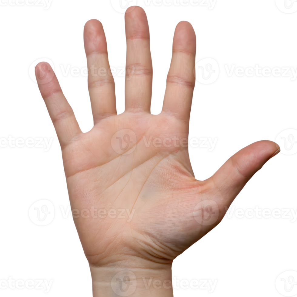 Open human hand showing five fingers and palm isolated on transparent background png