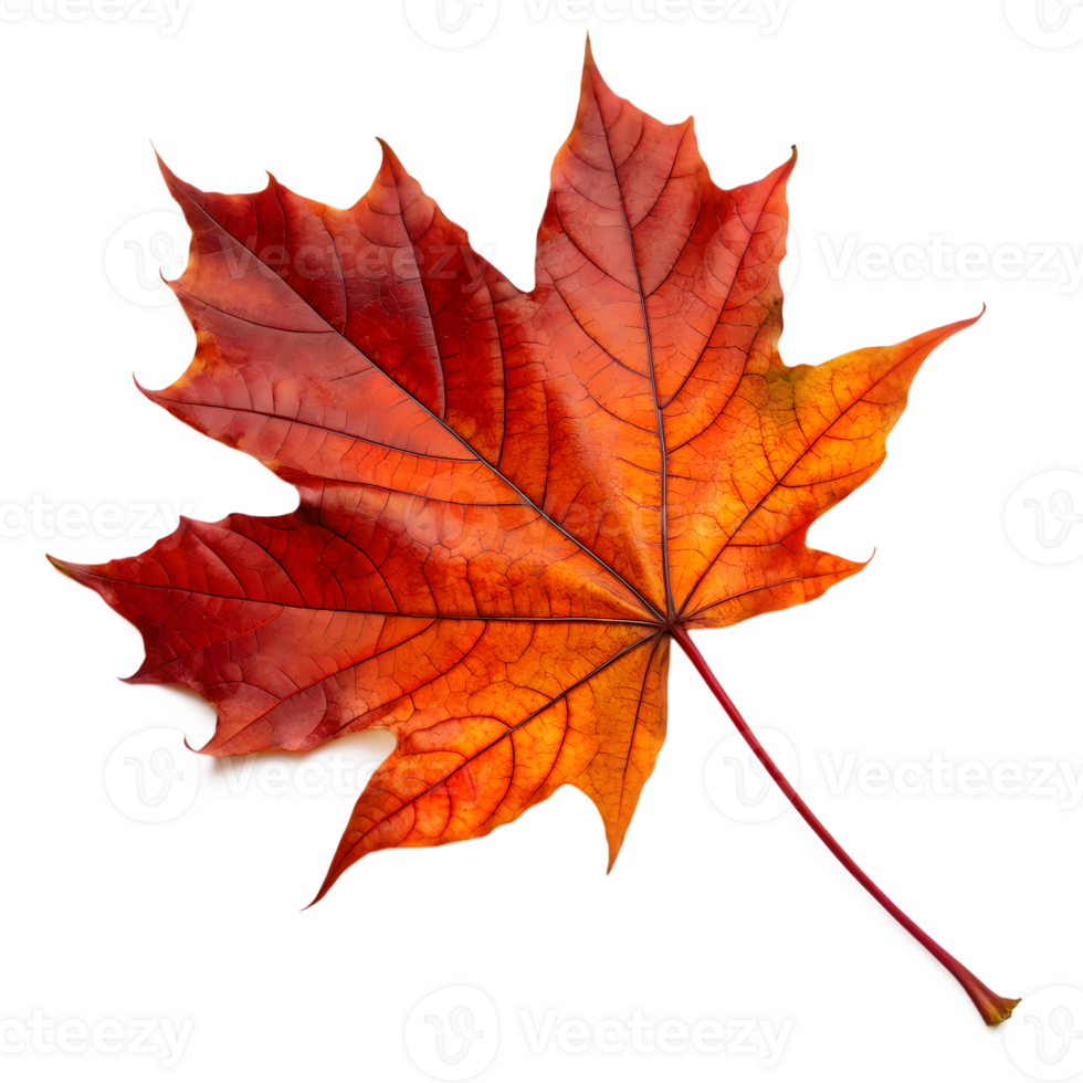 Vibrant red and orange maple leaf isolated on transparent background png
