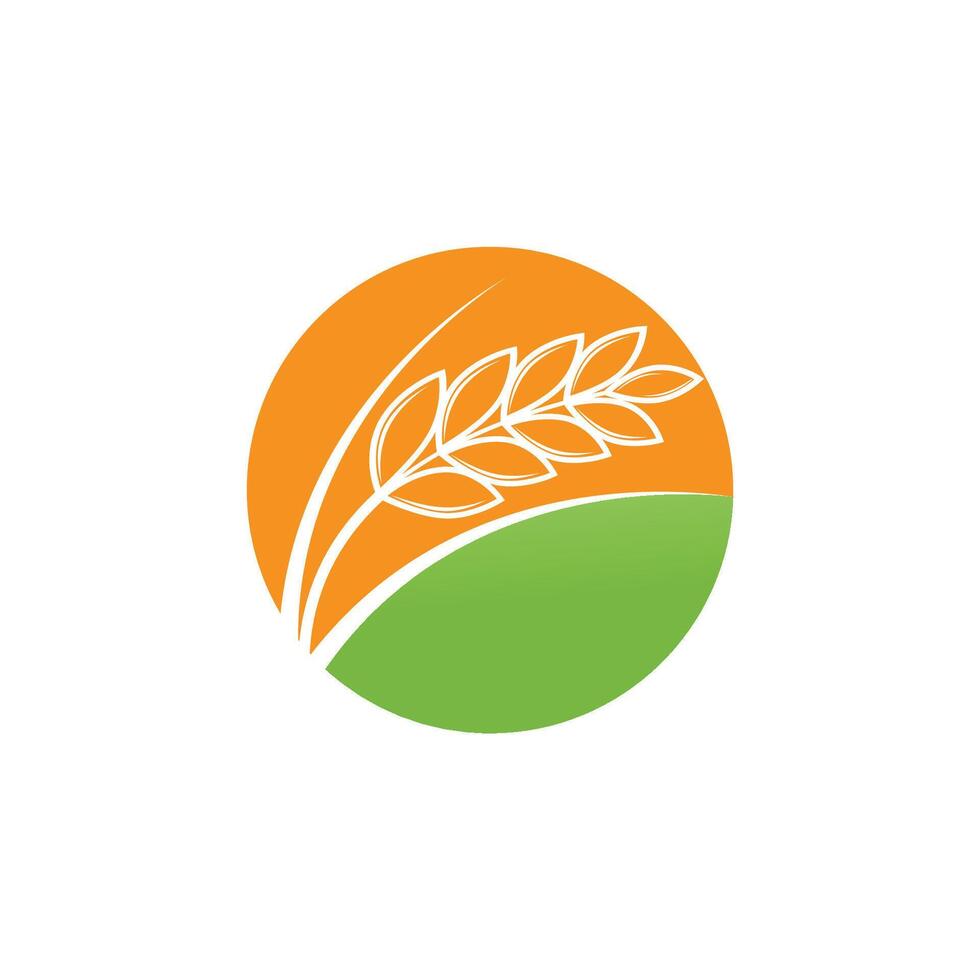 Stylized Agriculture wheat Logos Template vector