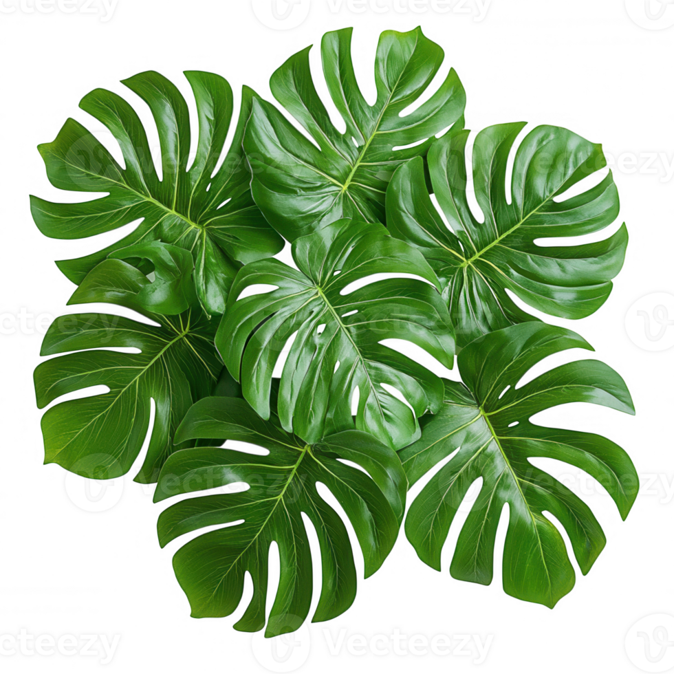 Transparent background highlighting overlapping monstera deliciosa leaves, creating tropical design element with lush green botanical organic aesthetic png