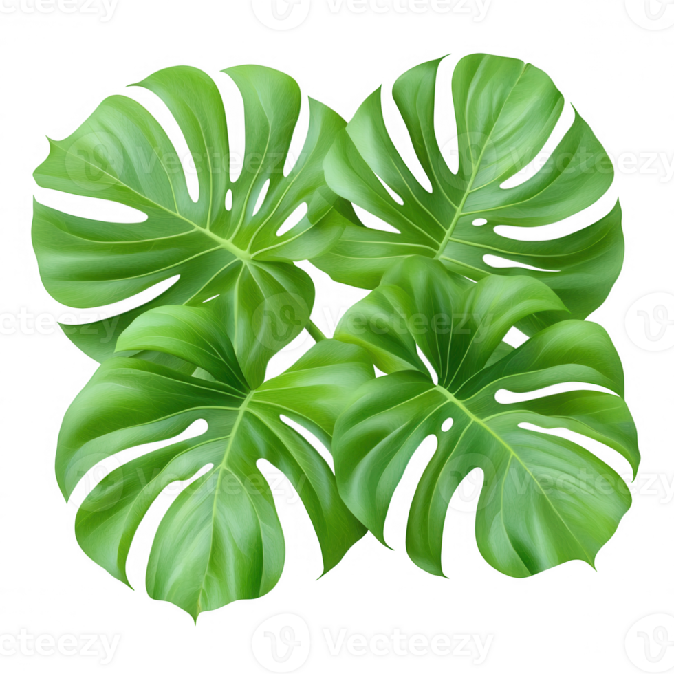 Transparent lush background overlapping monstera deliciosa leaves, creating botanical design element with highlighting green tropical organic aesthetic png