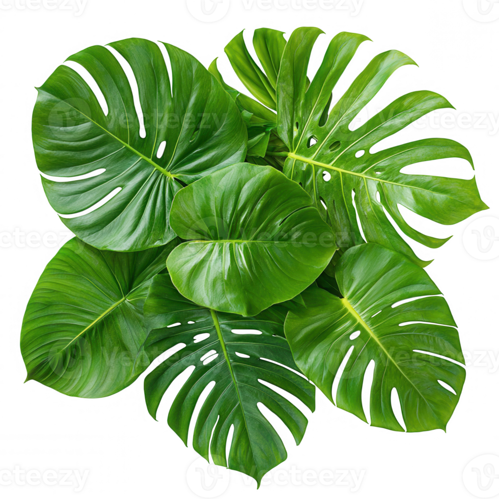 Transparent aesthetic highlighting overlapping monstera deliciosa leaves, creating botanical design element with lush green tropical organic background png