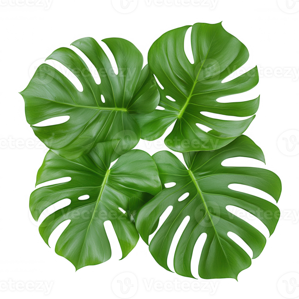 Transparent deliciosa highlighting overlapping monstera element leaves, creating botanical design background with lush green tropical organic aesthetic png