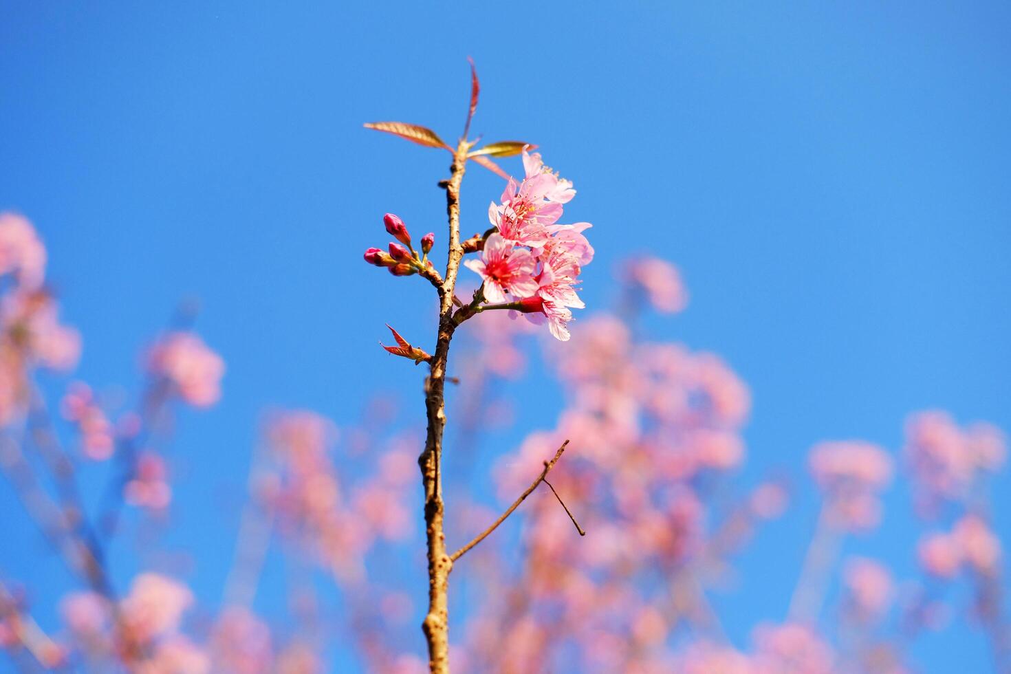 Close up blooming pink wild Himalayan Cherry flowers branch with blue sky. Copy space photo