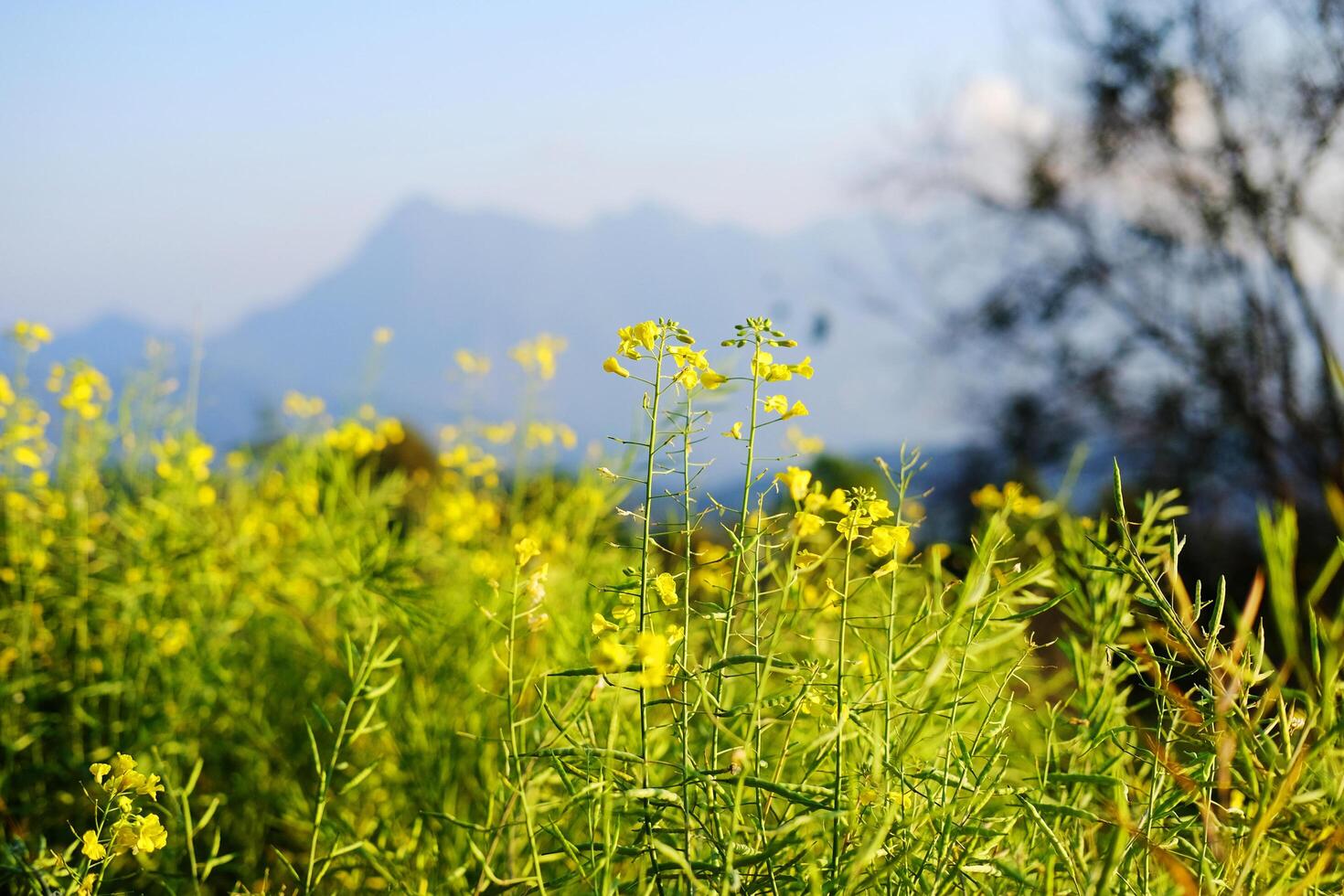 Blooming fresh yellow Canola Rape flowers meadow in wildflower and forest with blue sky on mountain photo