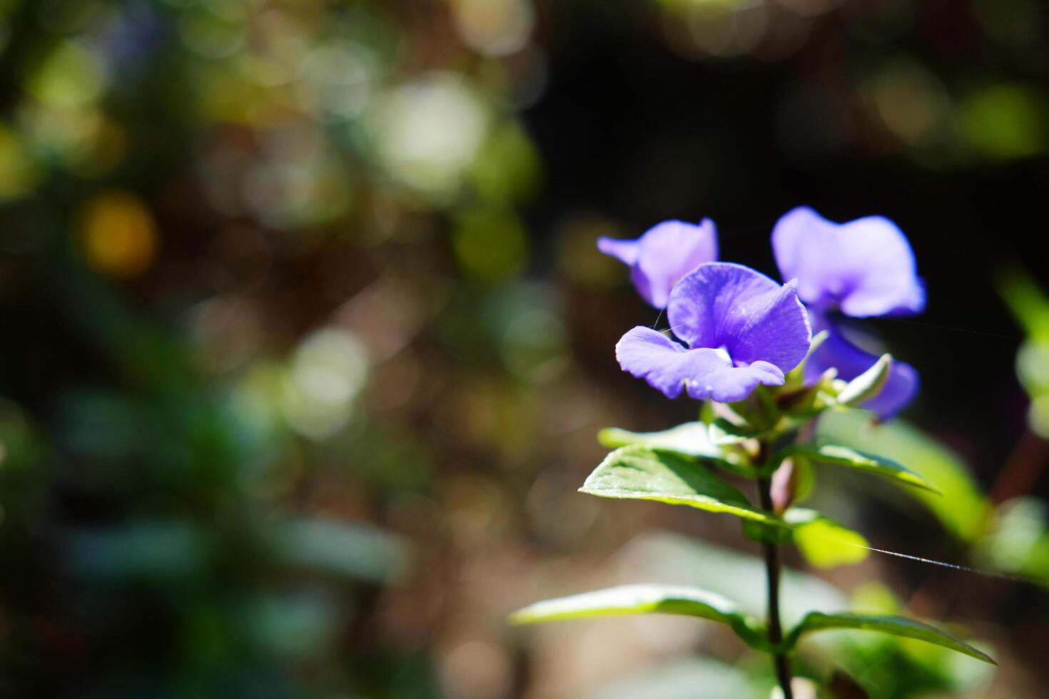 Blooming fresh purple flower meadow of tropical garden photo