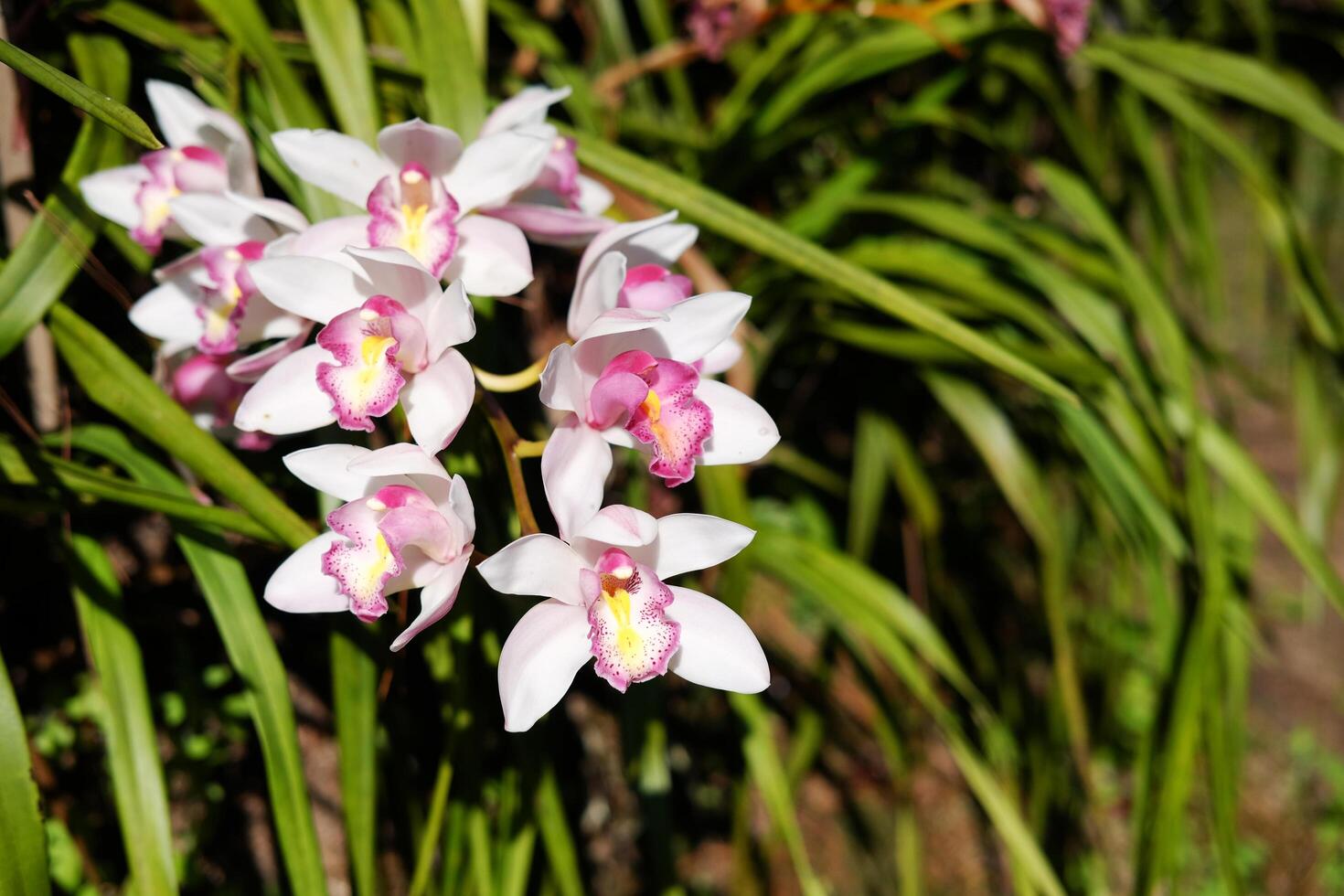 Blooming fresh wild white orchid flower and leaf in tropical forest and meadow field in natural sunlight photo