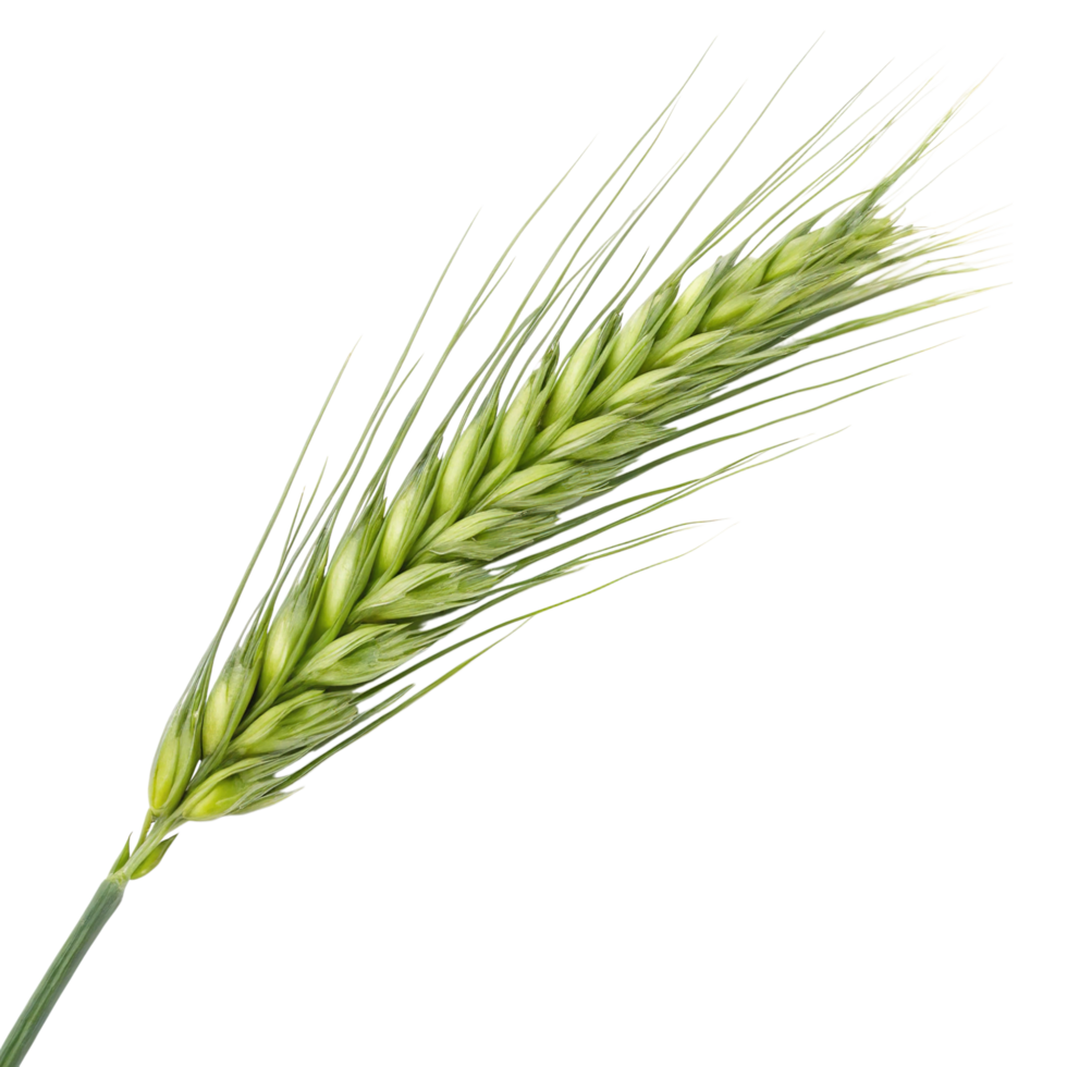 A single green ear of wheat isolated on transparent background png