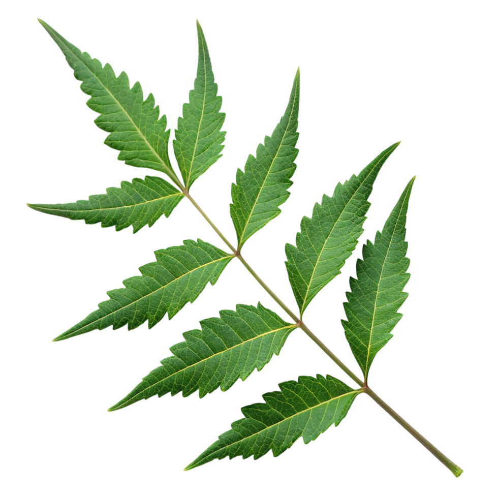 A green neem leaf isolated on transparent background png