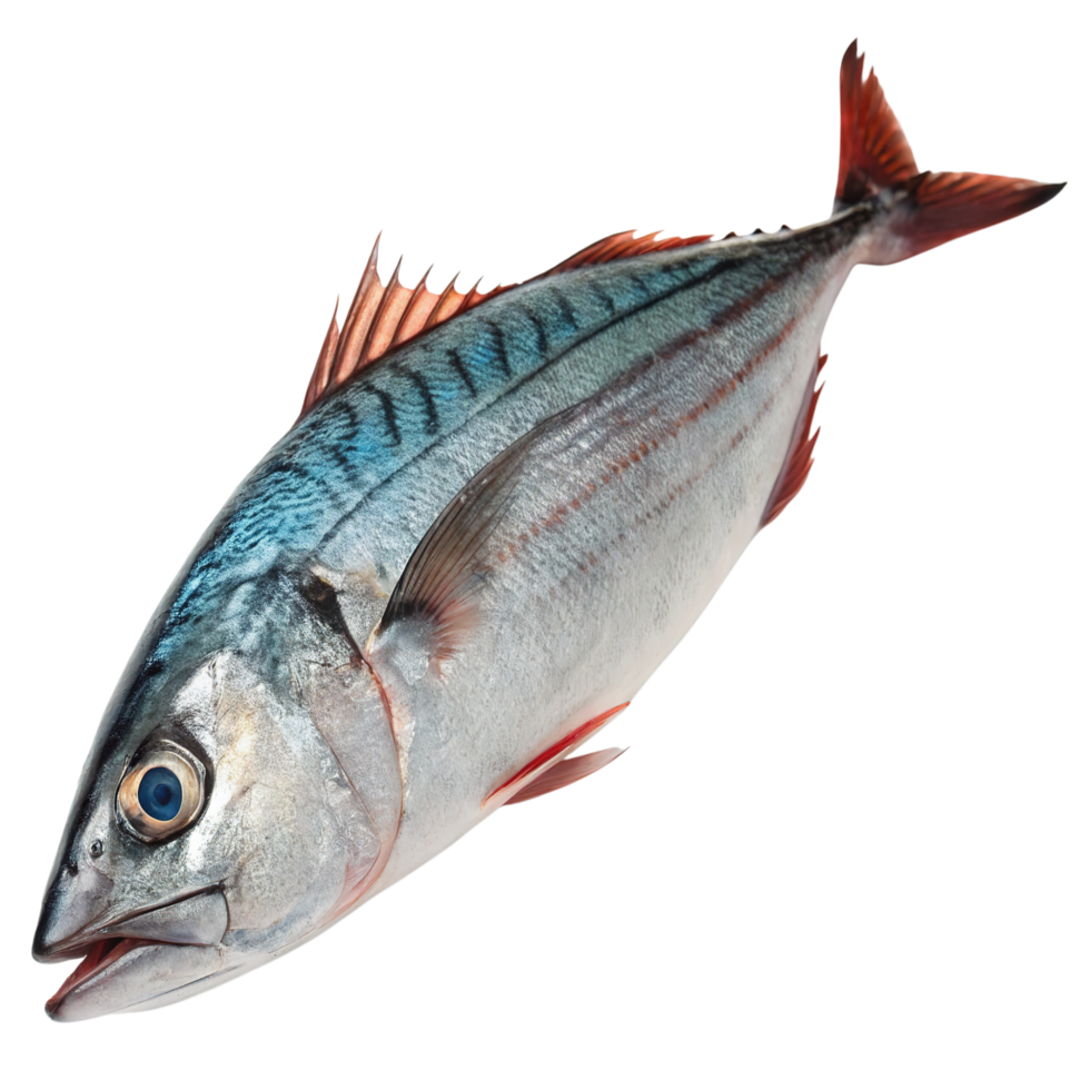 A fresh mackerel fish isolated on transparent background png