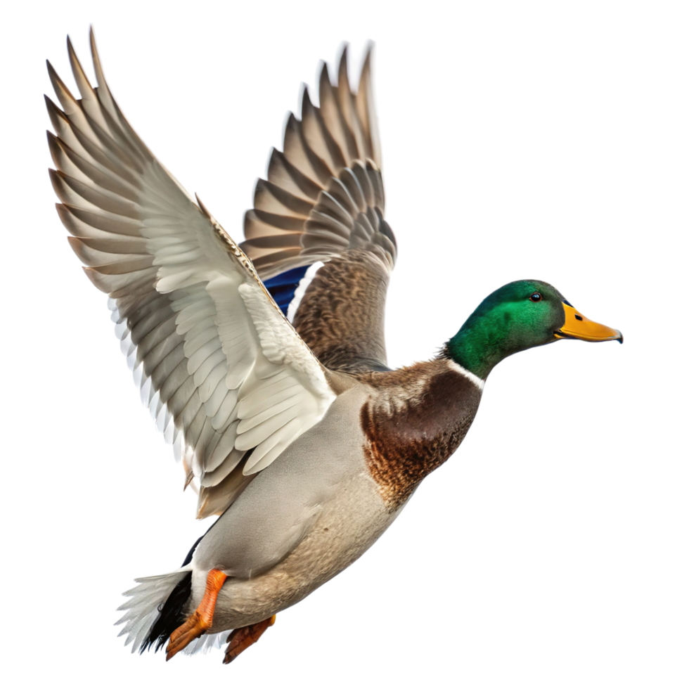 A mallard duck in flight isolated on transparent background png