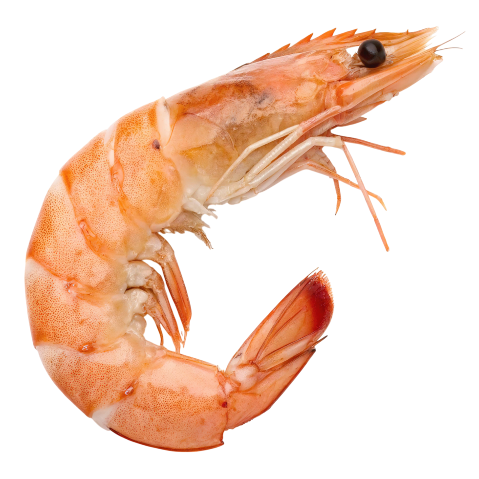 A cooked shrimp isolated on transparent background, showing its texture png