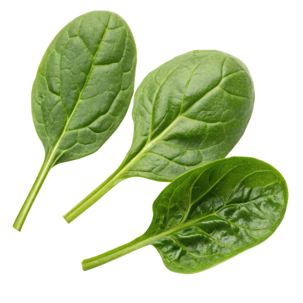 Three fresh spinach leaves isolated on transparent background png