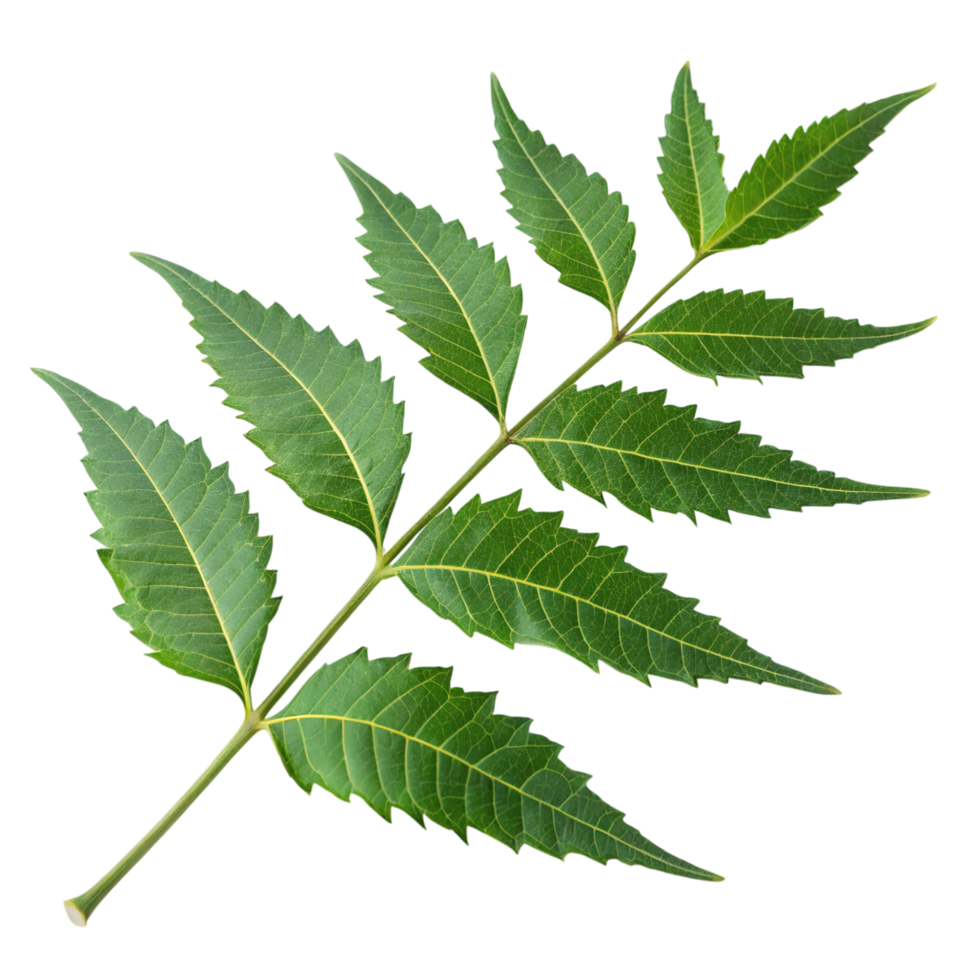 A green neem branch isolated on transparent background png