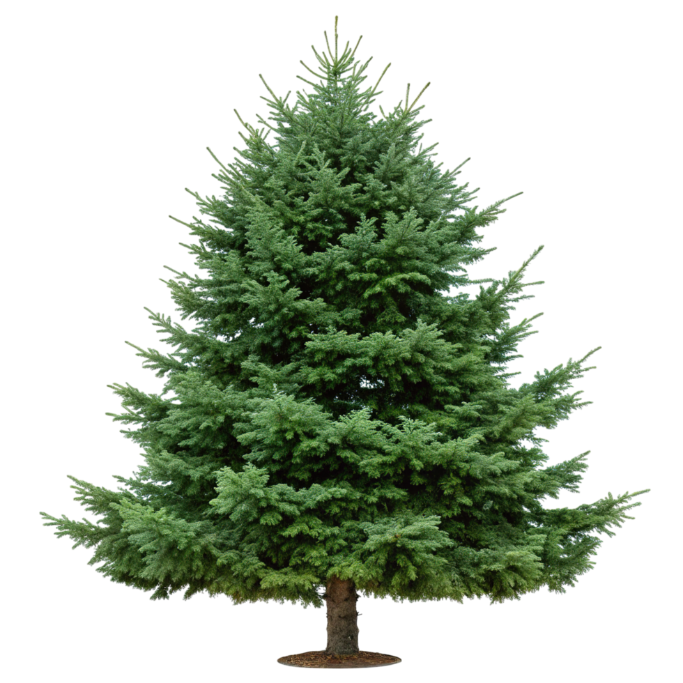 A green fir tree isolated on transparent background png