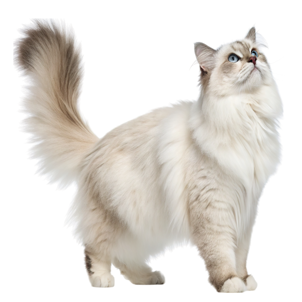 A fluffy ragdoll cat with blue eyes isolated on transparent background png