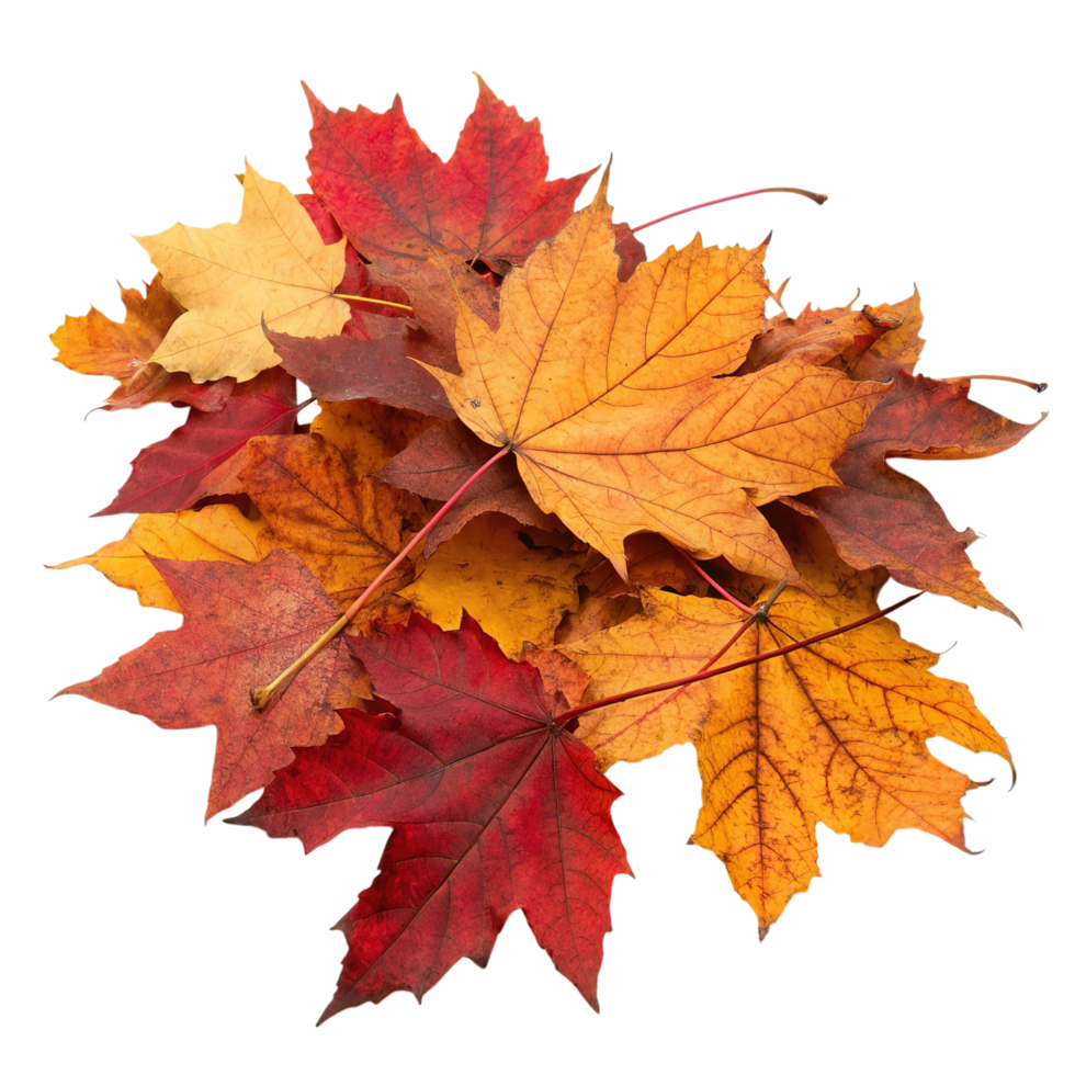 Pile of colorful autumn maple leaves isolated on transparent background png