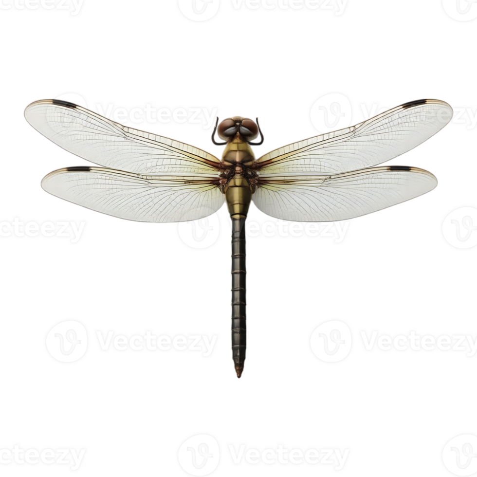 Detailed close-up of a dragonfly with transparent wings png