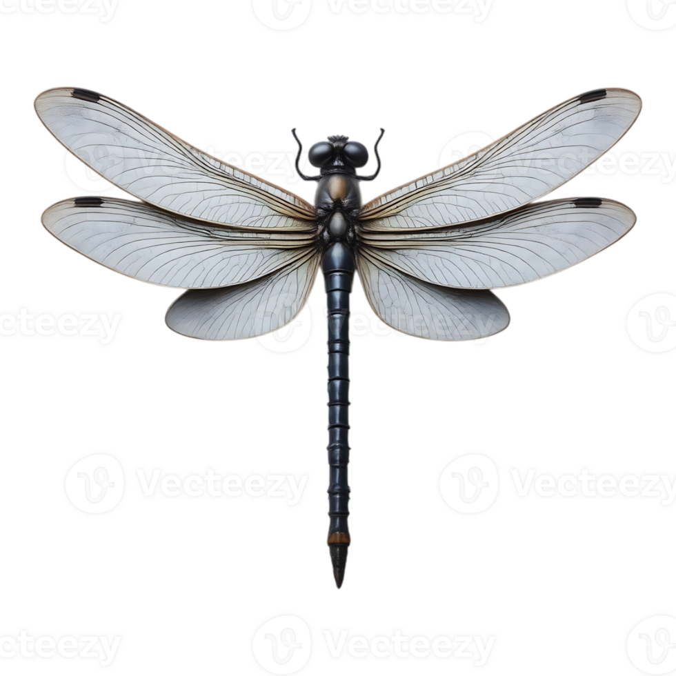 Close-up of a Realistic Dragonfly png