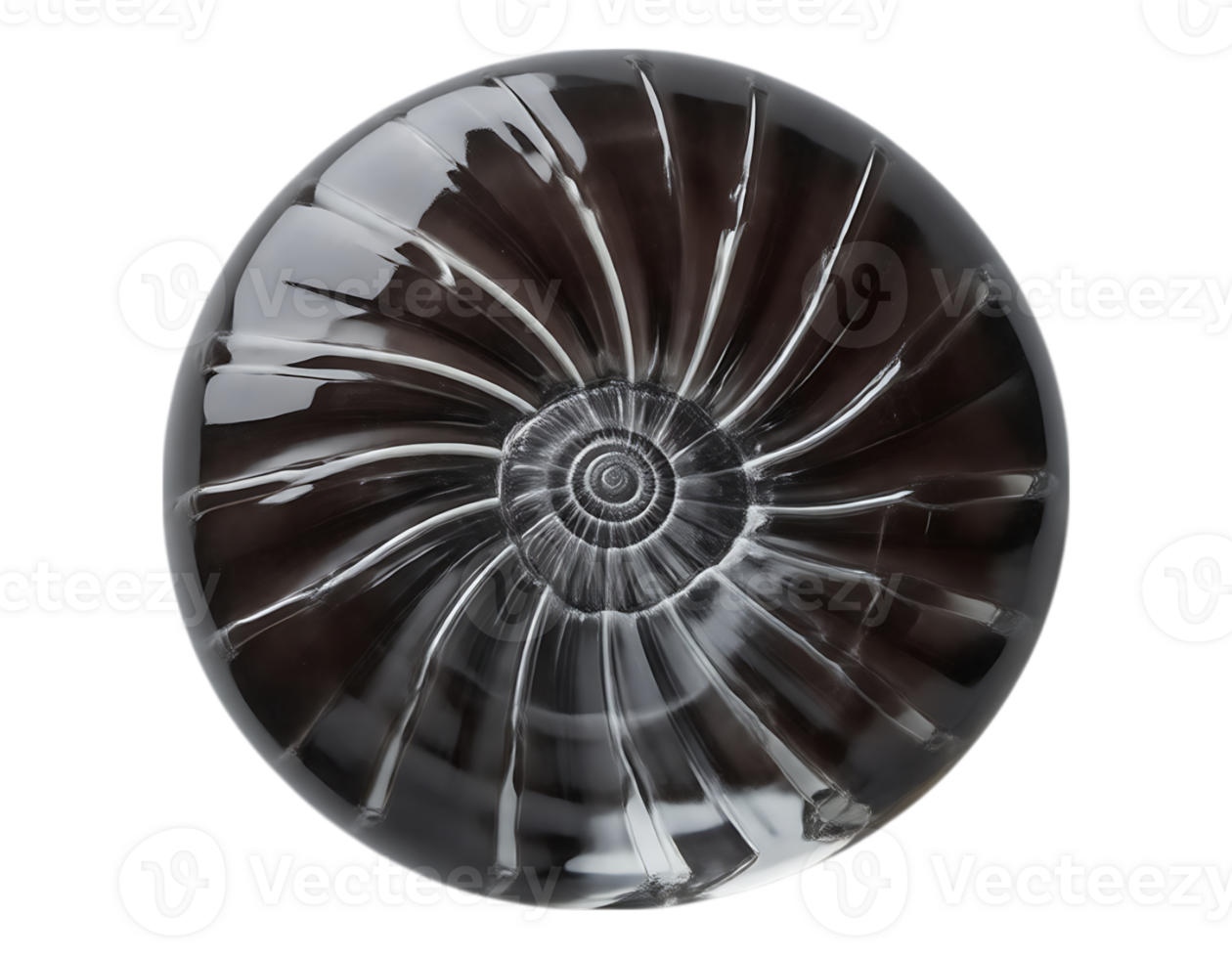A close-up, realistic image of a glossy nautilus shell exhibiting a spiral pattern. png