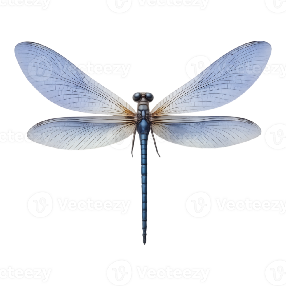 Detailed Dragonfly with Transparent Wings png