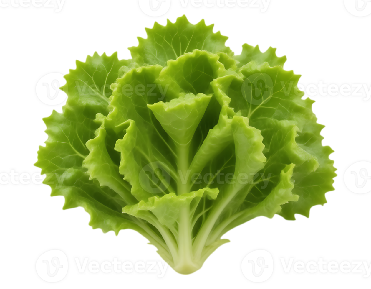 Fresh Green Lettuce Head with Transparent Background png