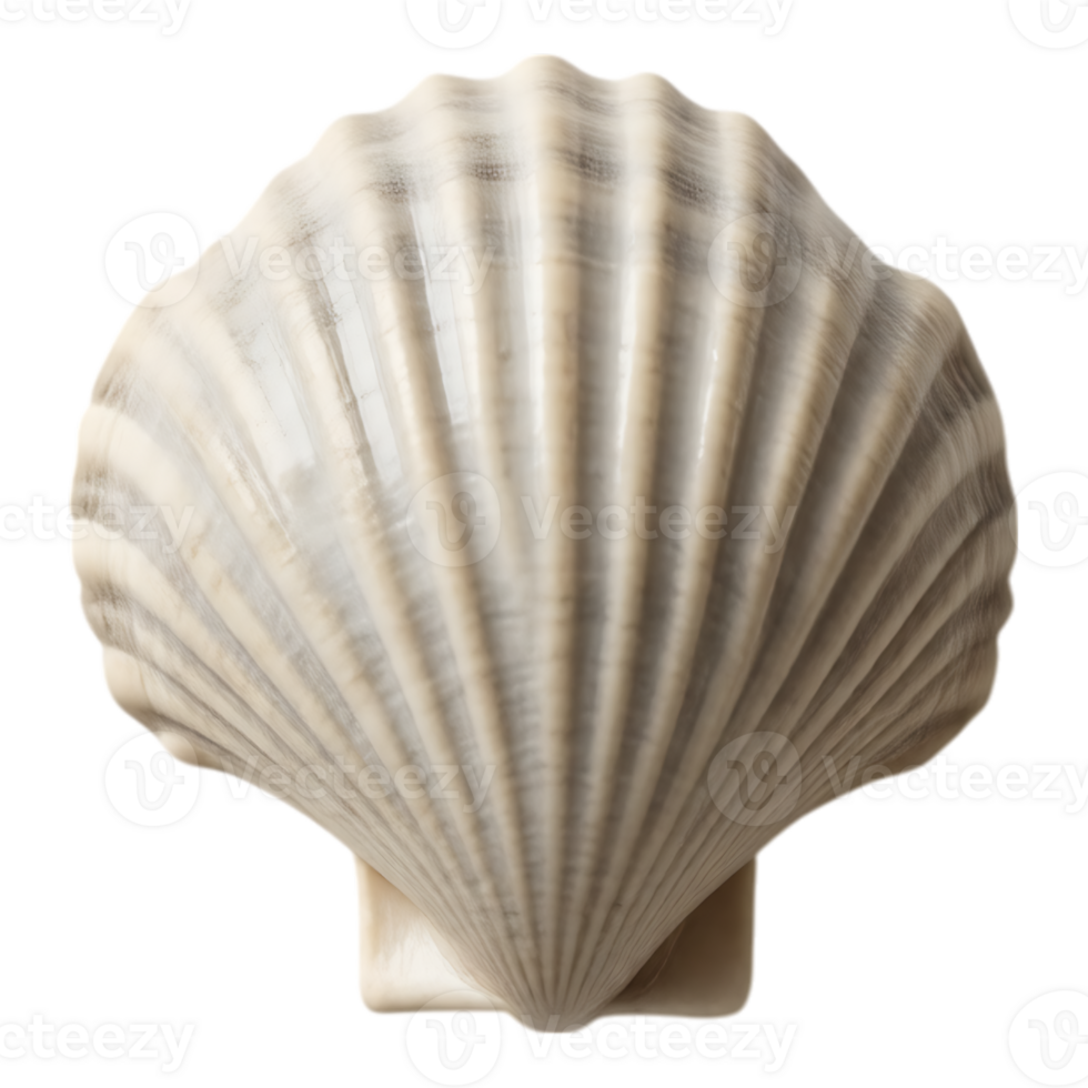 Close-up of a delicate, ridged scallop seashell against a transparent backdrop. png