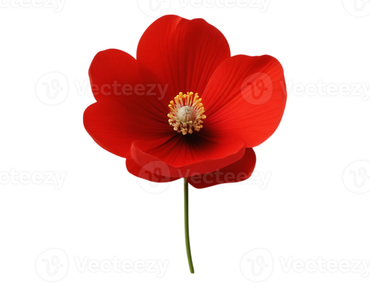Vibrant Red Poppy Flower on Transparent Background png